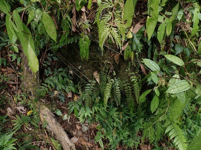 Asplenium cuneatiforme photo 4