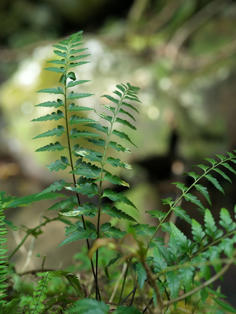 Asplenium cuneatiforme photo 5