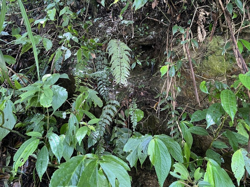 Asplenium cuneatiforme photo 6
