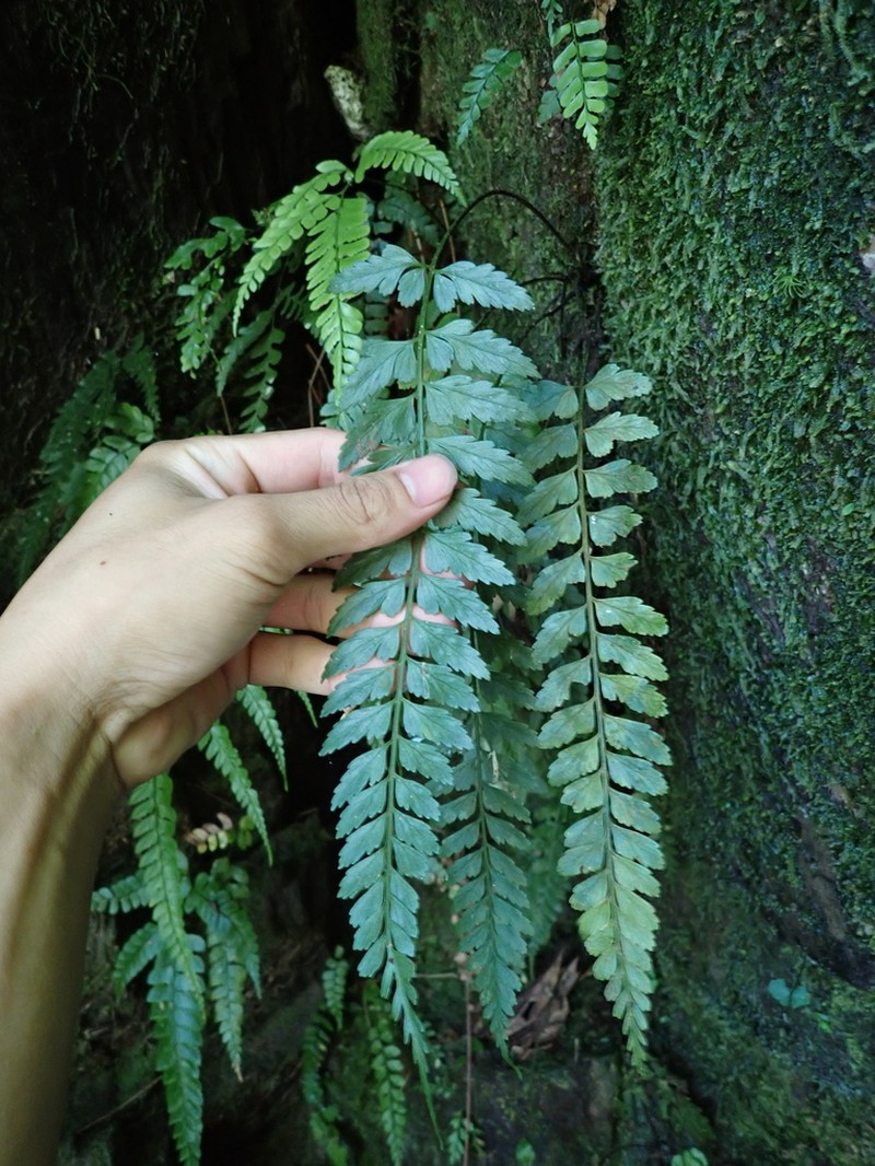 Asplenium cuneatiforme photo 7