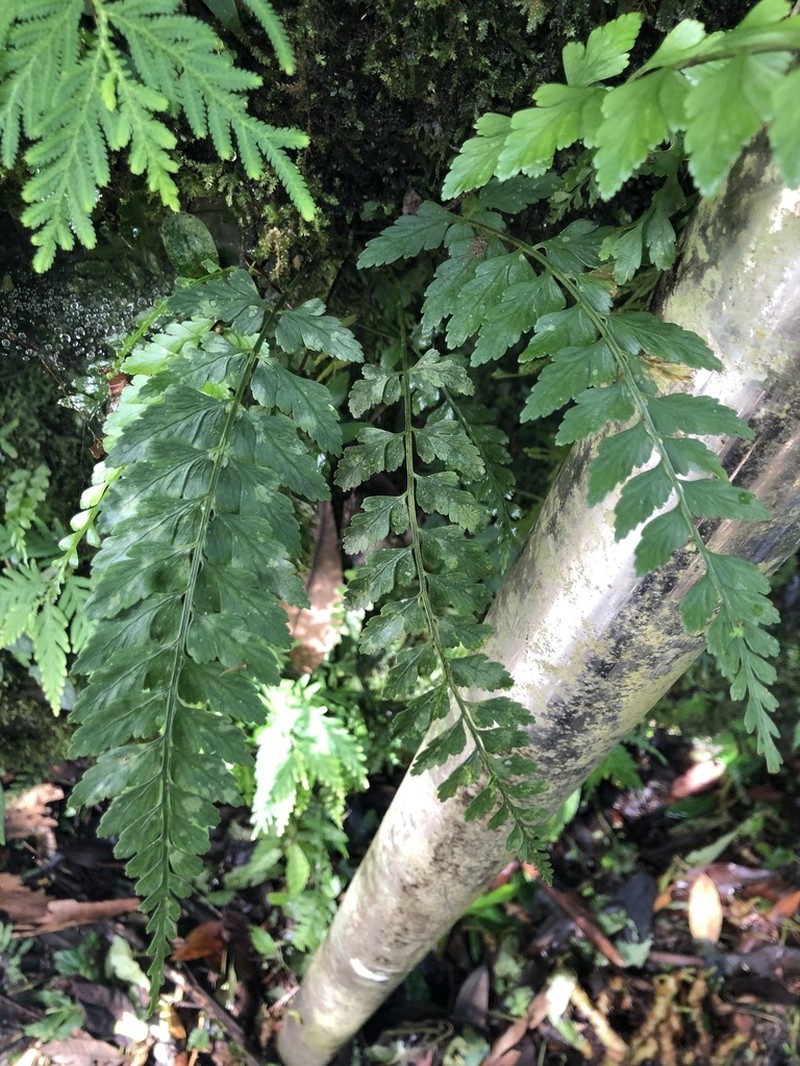 Asplenium cuneatiforme photo 8