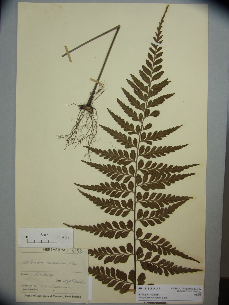 Wedgeleaf Spleenwort