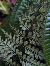 Wedgeleaf Spleenwort