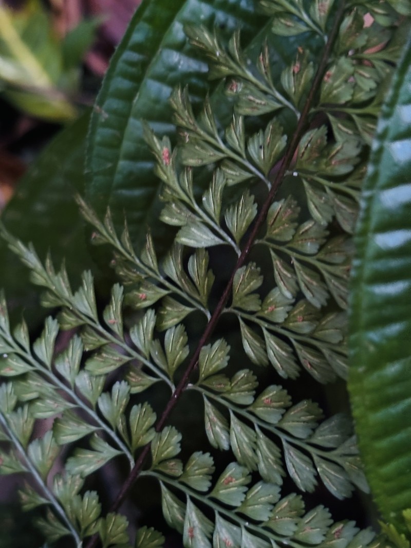 Wedgeleaf Spleenwort