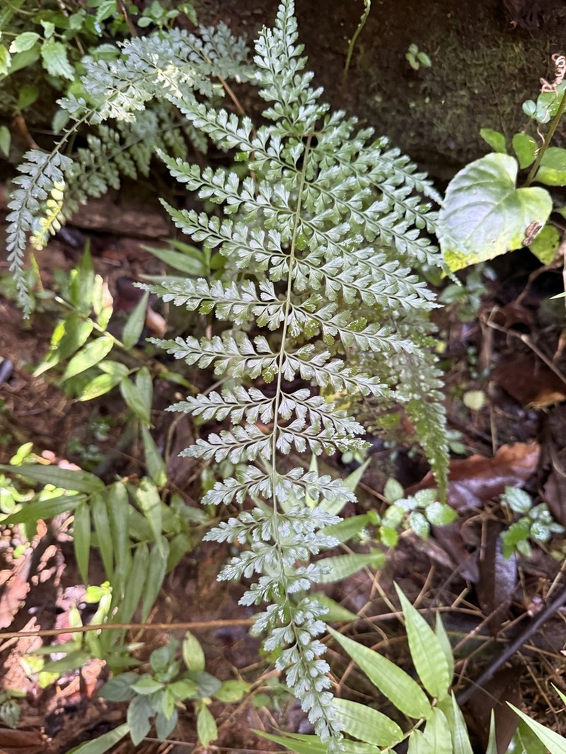 Wedgeleaf Spleenwort photo 2