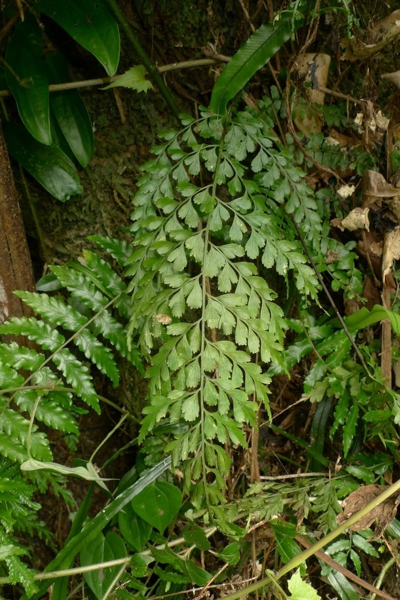 Wedgeleaf Spleenwort photo 3