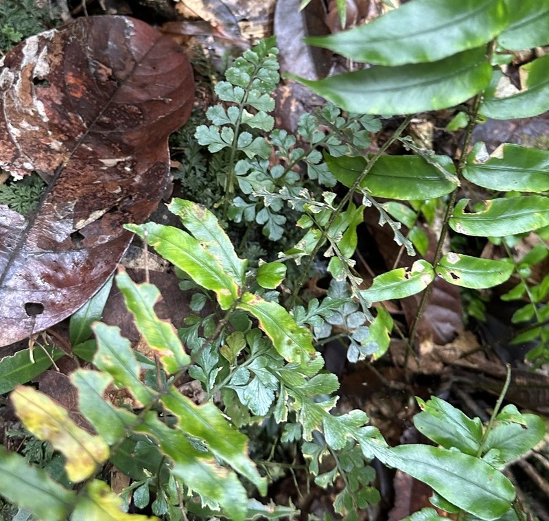 Wedgeleaf Spleenwort photo 4