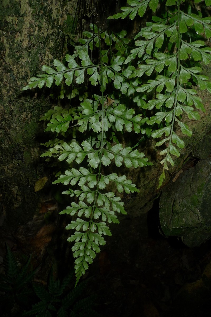 Wedgeleaf Spleenwort photo 5