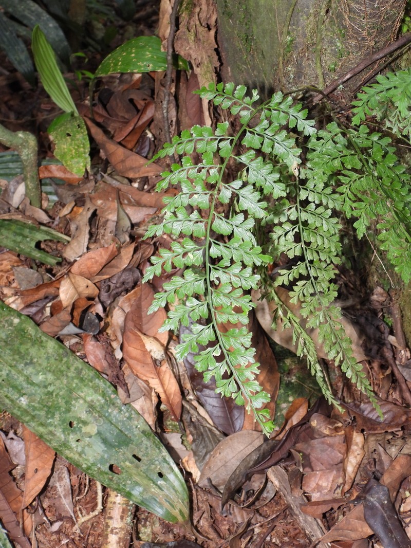 Wedgeleaf Spleenwort photo 6