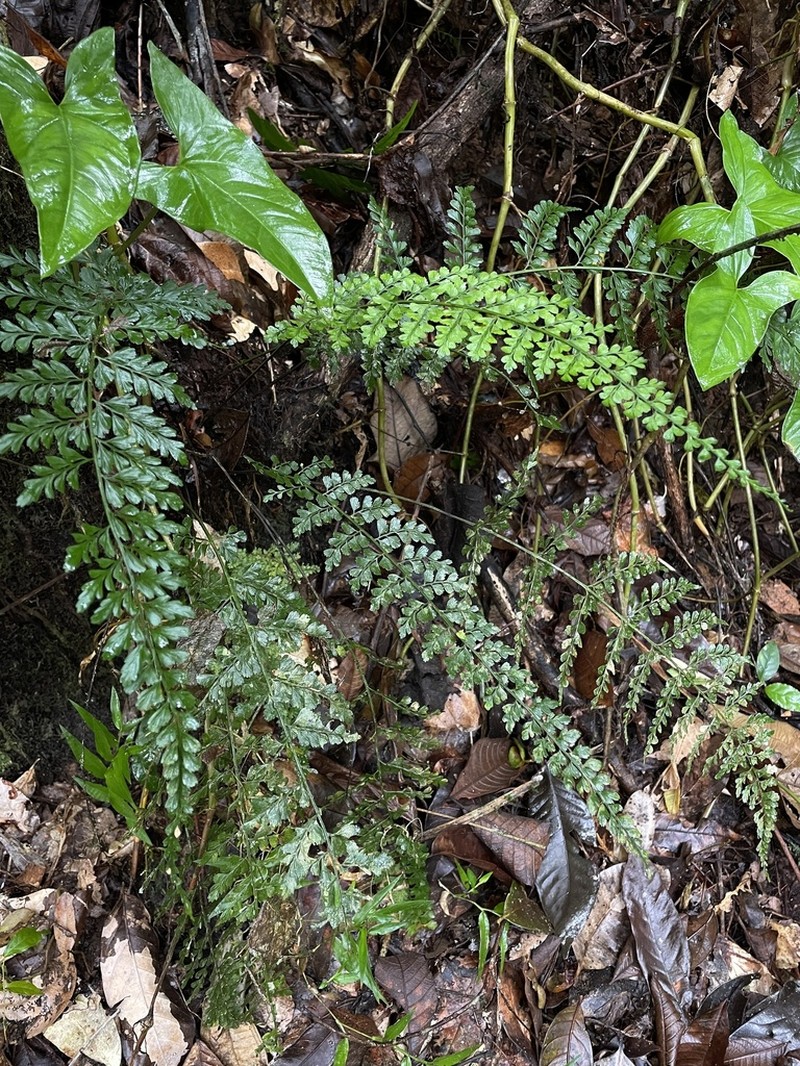 Wedgeleaf Spleenwort photo 7