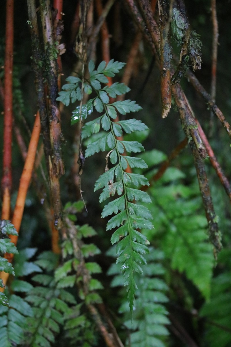 Wedgeleaf Spleenwort photo 8