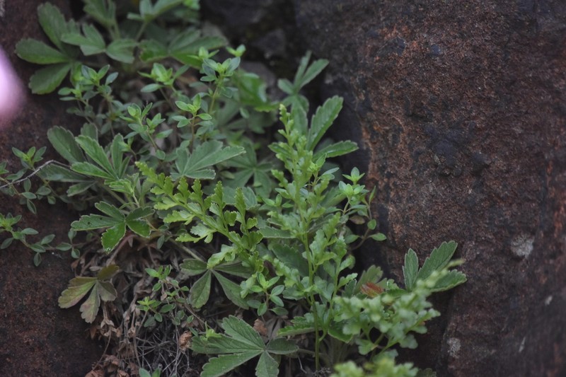 Asplenium cuneifolium
