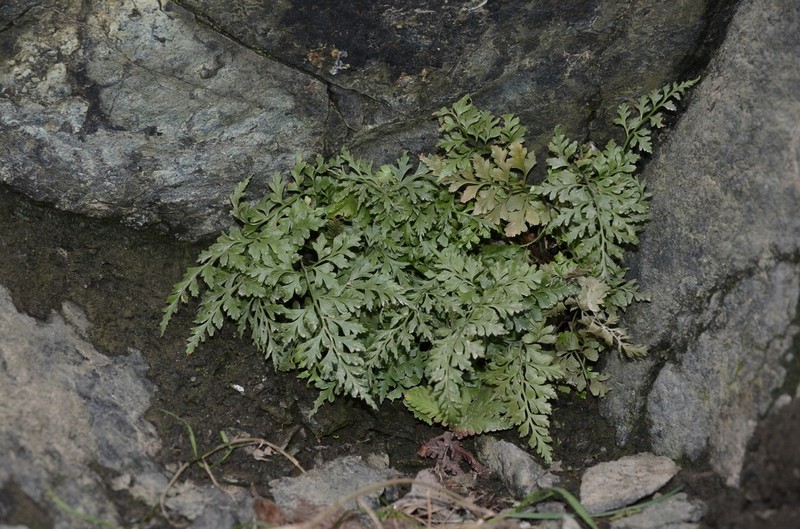 Asplenium cuneifolium photo 2