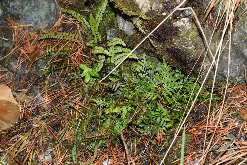 Asplenium cuneifolium photo 3