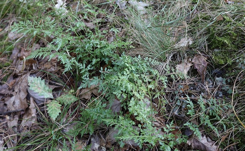 Asplenium cuneifolium photo 4