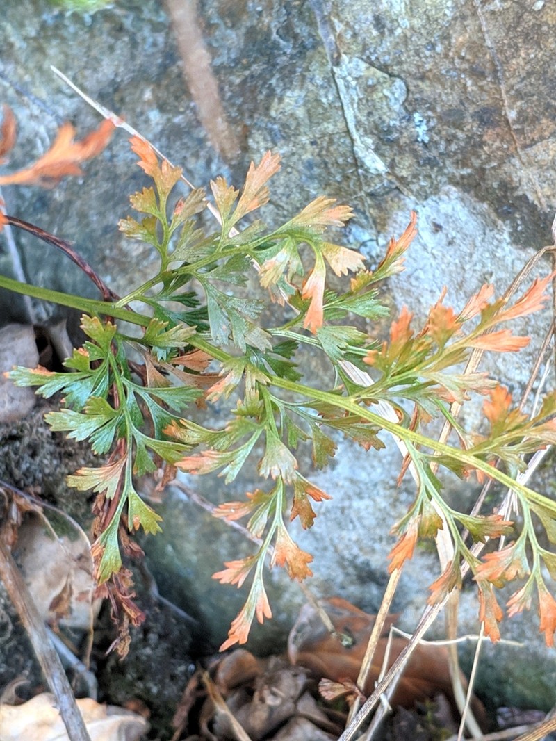 Asplenium cuneifolium photo 5
