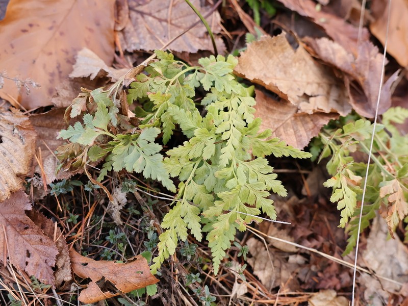 Asplenium cuneifolium photo 6
