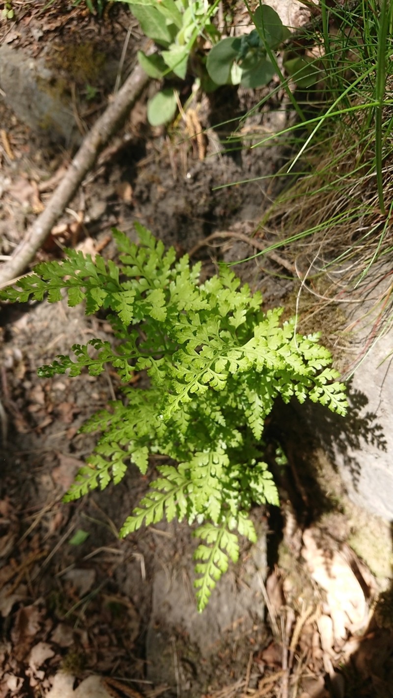 Asplenium cuneifolium photo 7