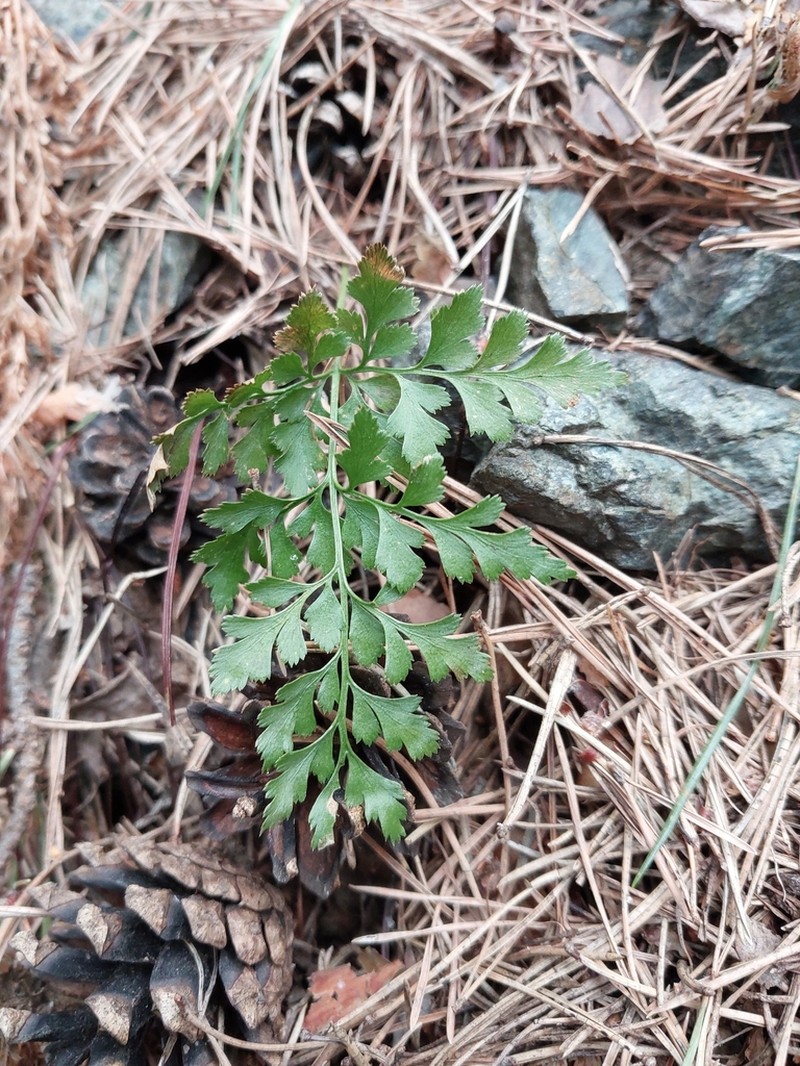 Asplenium cuneifolium photo 8