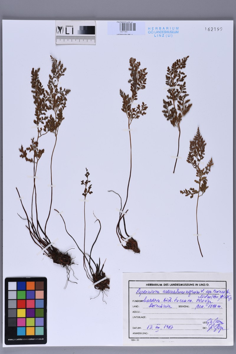 Asplenium cuneifolium subsp. cuneifolium