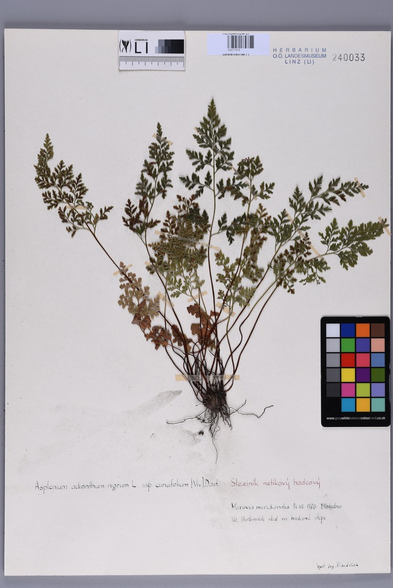 Asplenium cuneifolium subsp. cuneifolium photo 2