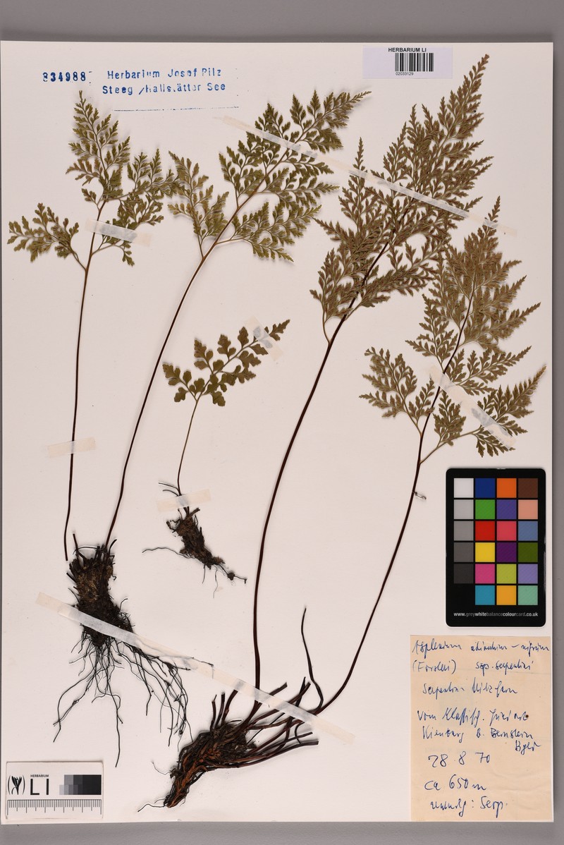 Asplenium cuneifolium subsp. cuneifolium photo 3