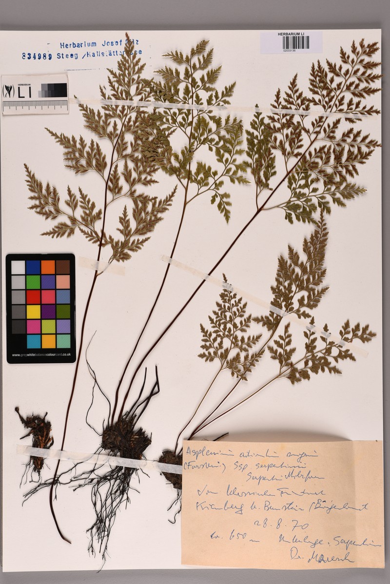 Asplenium cuneifolium subsp. cuneifolium photo 4
