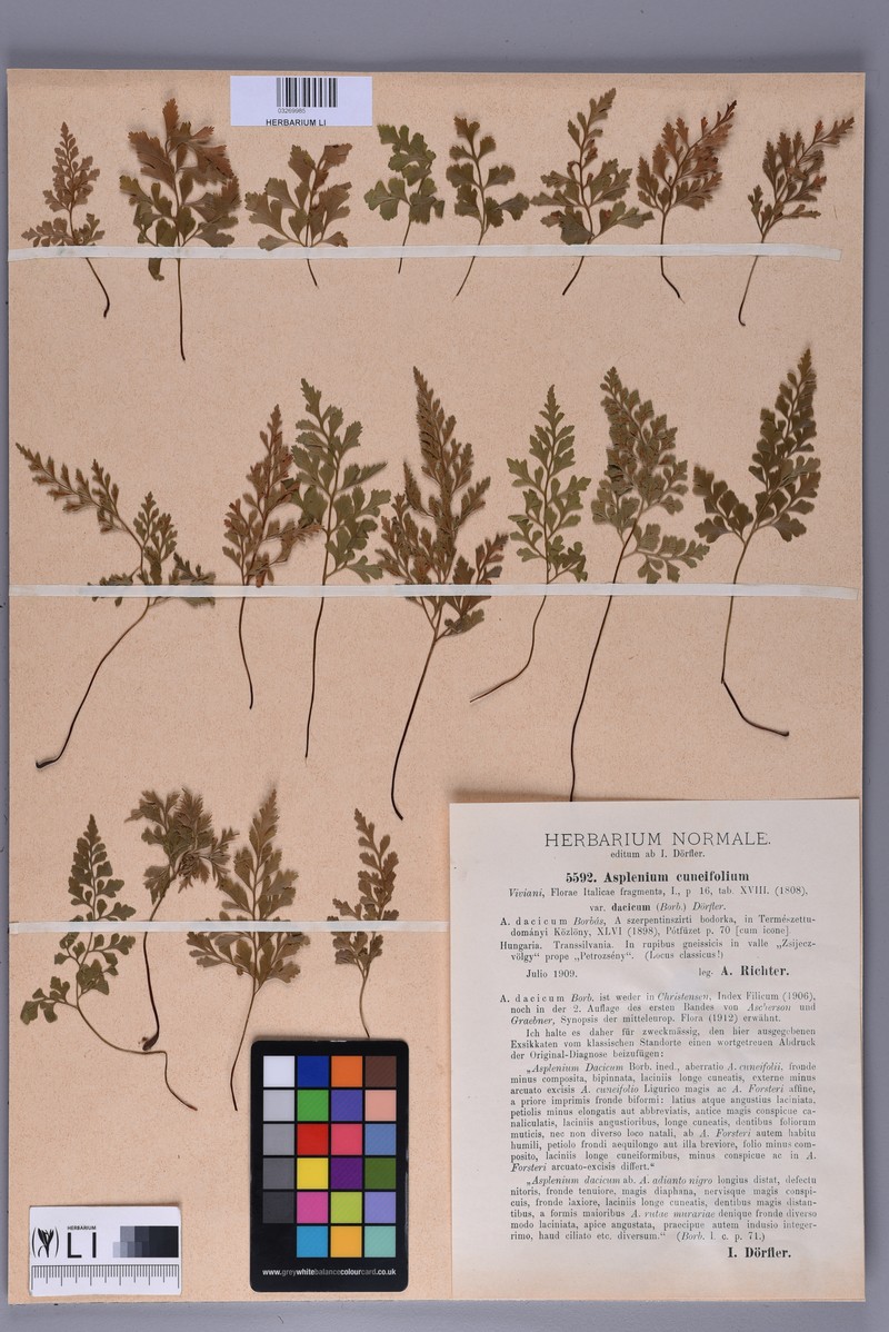 Asplenium cuneifolium subsp. dacicum