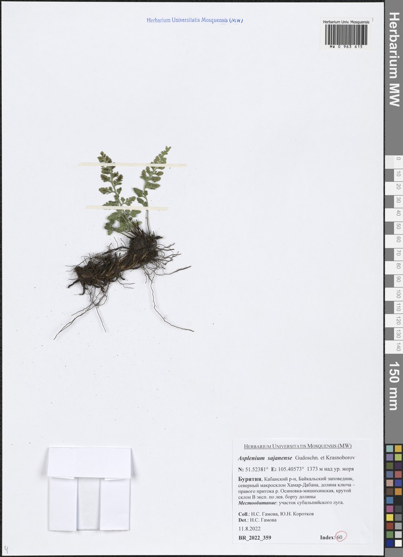 Asplenium cuneifolium subsp. woronowii