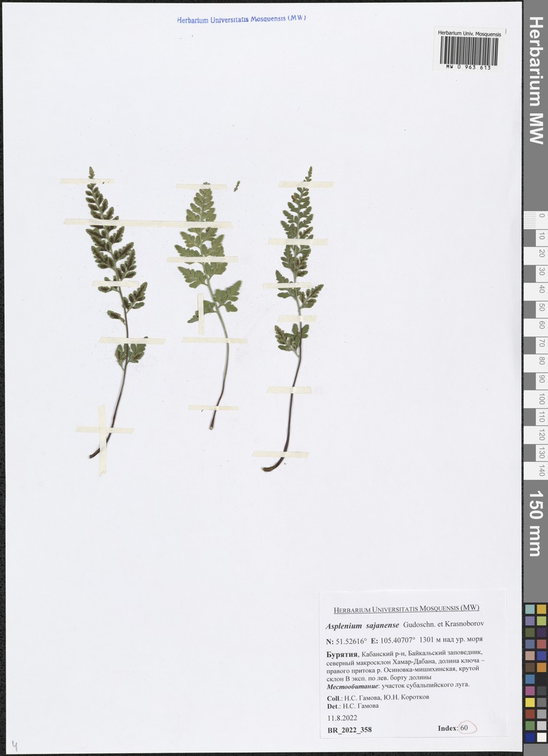 Asplenium cuneifolium subsp. woronowii photo 2