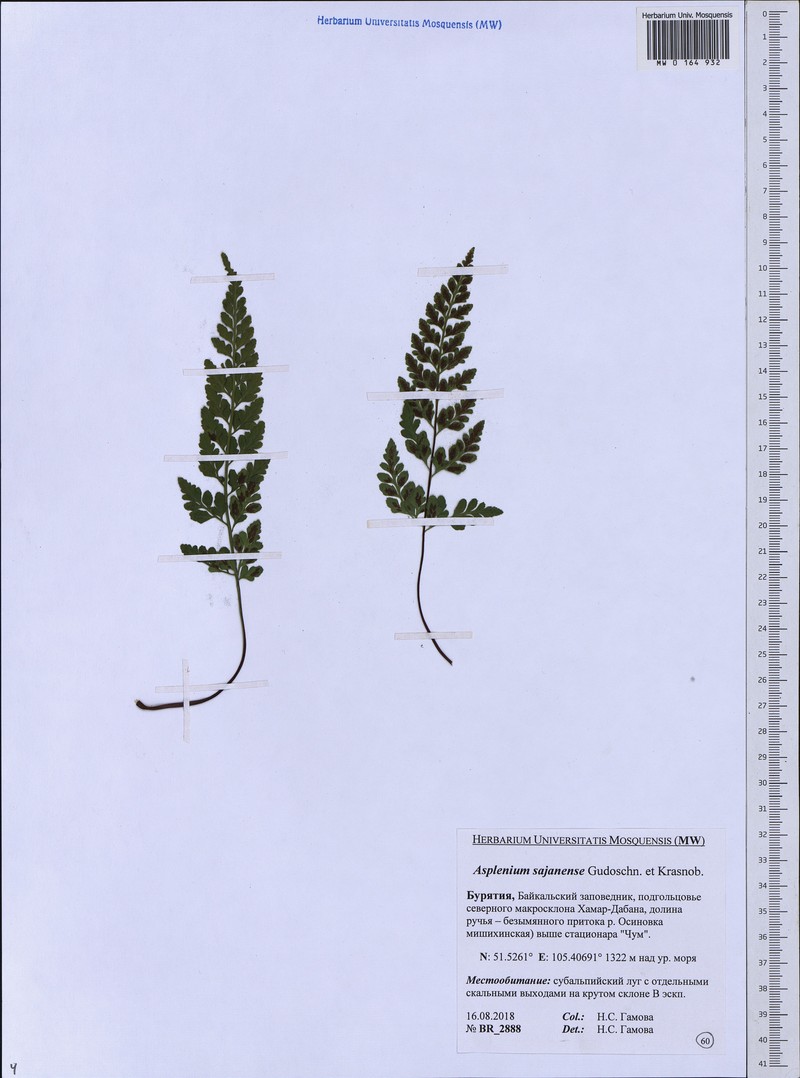 Asplenium cuneifolium subsp. woronowii photo 3