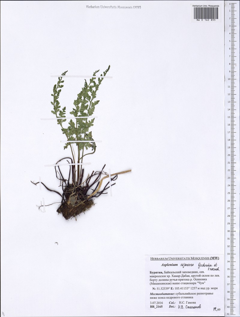 Asplenium cuneifolium subsp. woronowii photo 4
