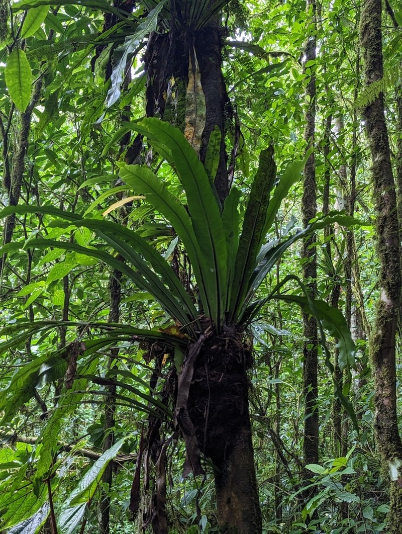 Asplenium currorii