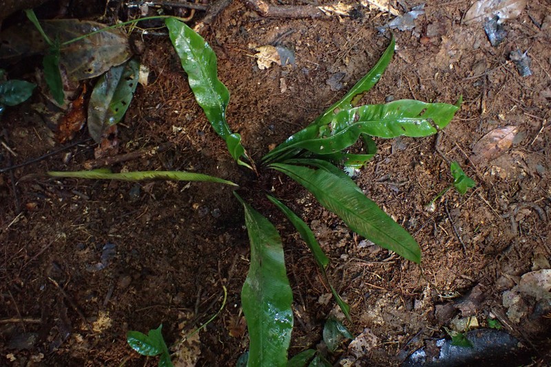 Asplenium currorii photo 2