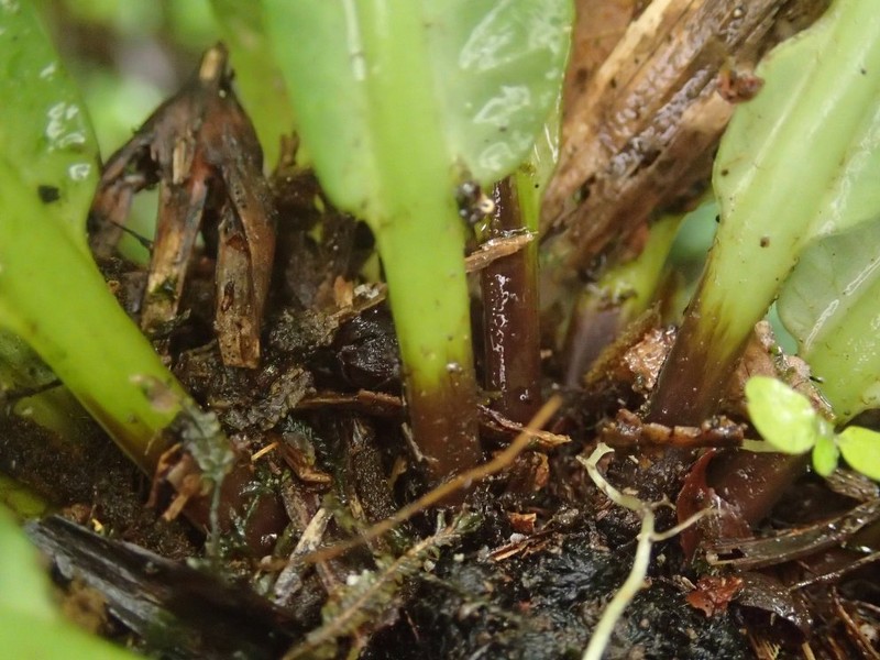 Asplenium currorii photo 3