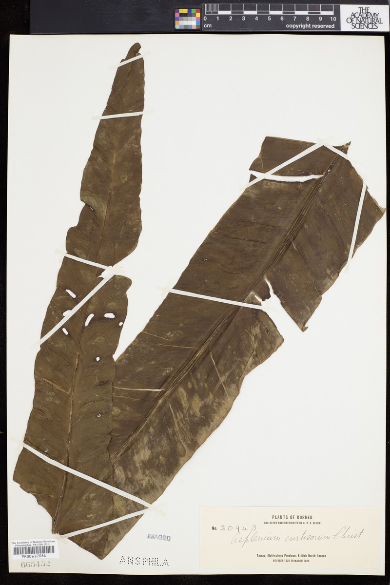 Asplenium curtisorum