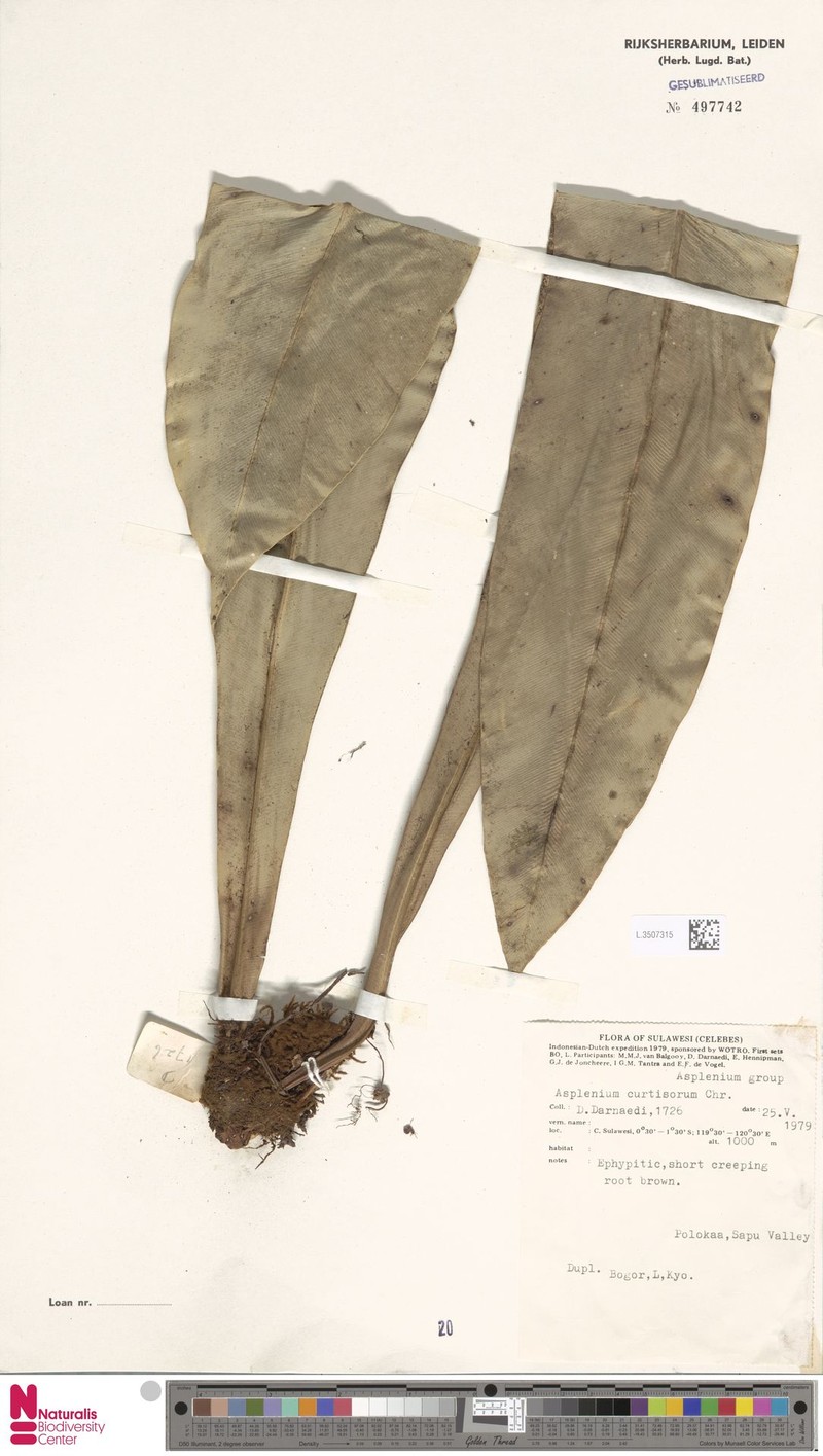 Asplenium curtisorum photo 2