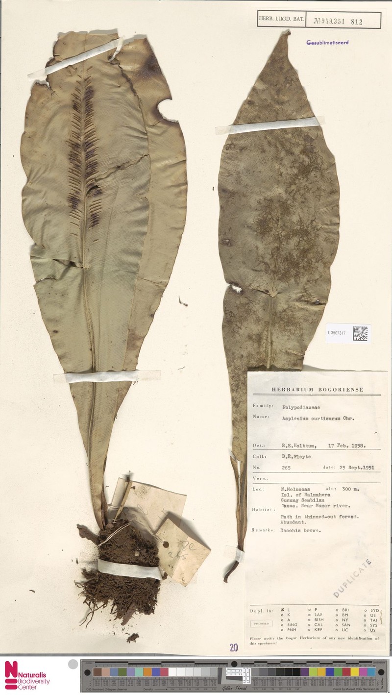 Asplenium curtisorum photo 3