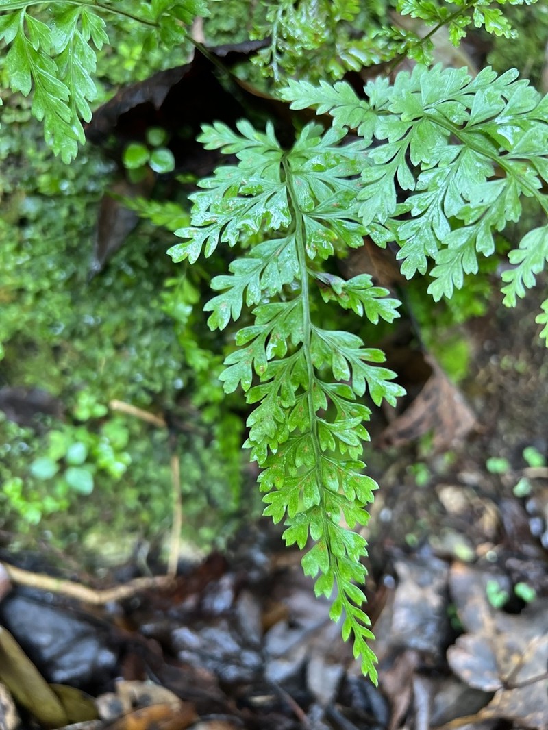 Spleenwort