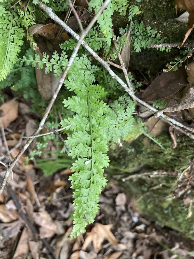Spleenwort photo 2