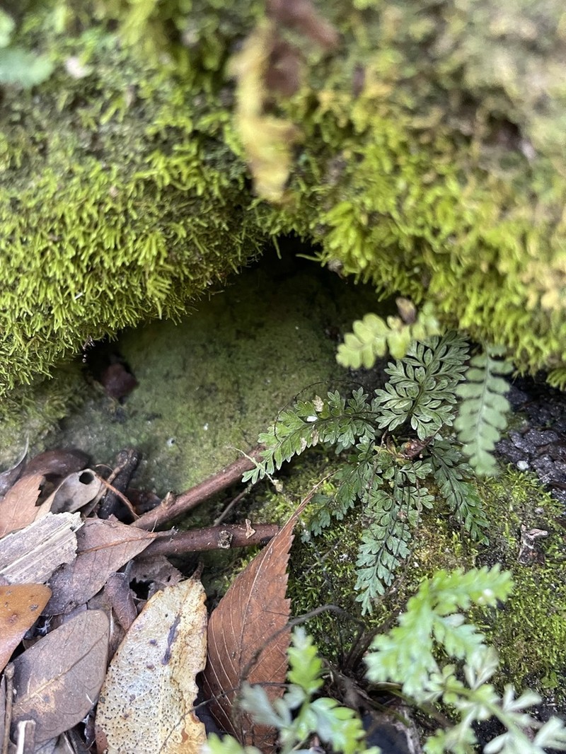 Spleenwort photo 4