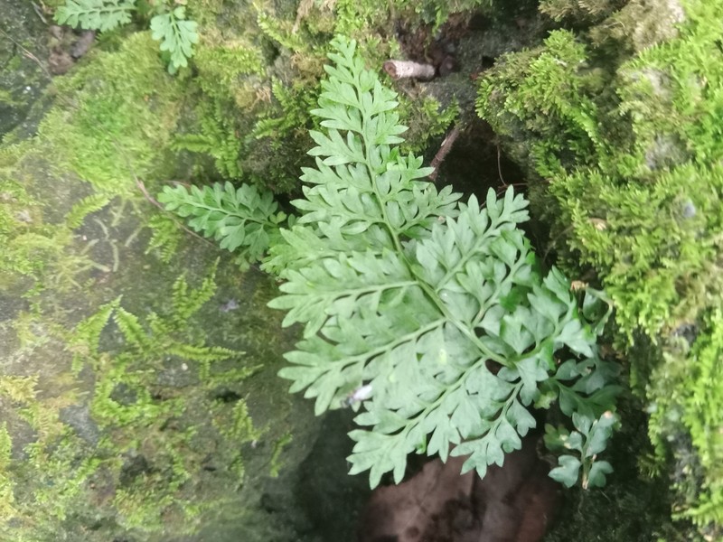 Spleenwort photo 6