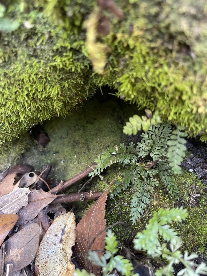Spleenwort photo 7