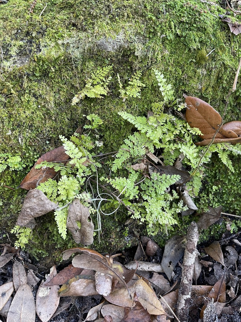 Spleenwort photo 8