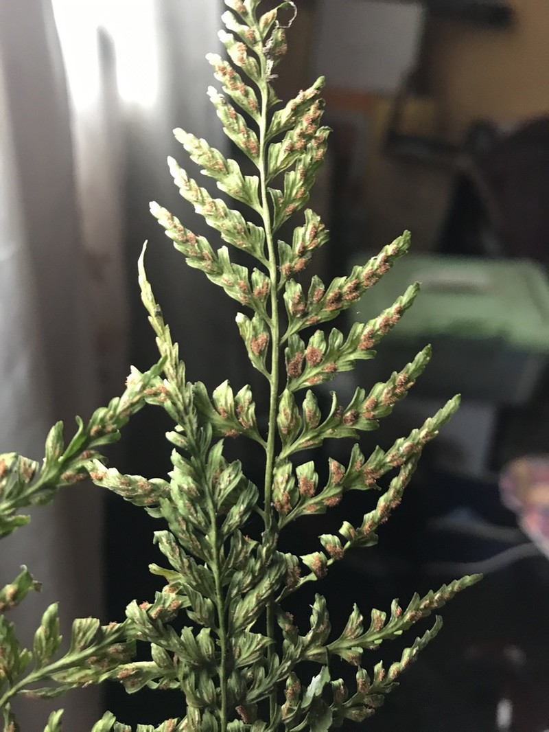 Asplenium cuspidatum