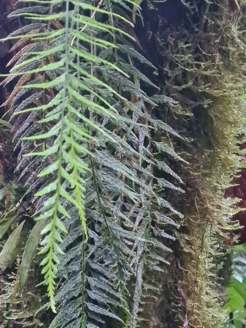 Asplenium cuspidatum photo 2