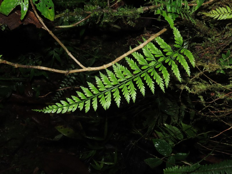 Asplenium cuspidatum photo 3