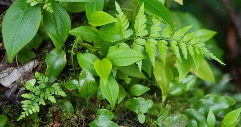Asplenium cuspidatum photo 5