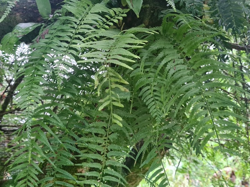 Asplenium cuspidatum photo 6