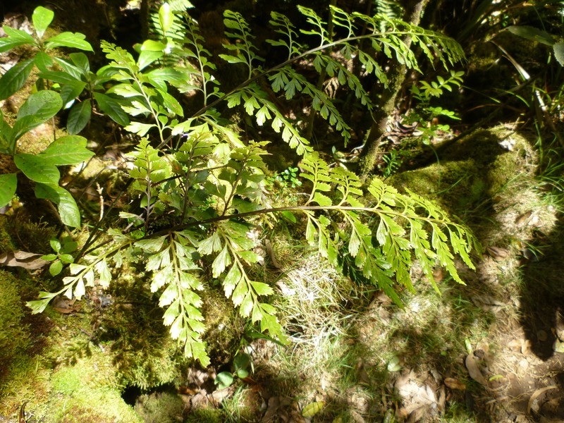 Asplenium cuspidatum photo 7